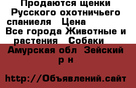 Продаются щенки Русского охотничьего спаниеля › Цена ­ 25 000 - Все города Животные и растения » Собаки   . Амурская обл.,Зейский р-н